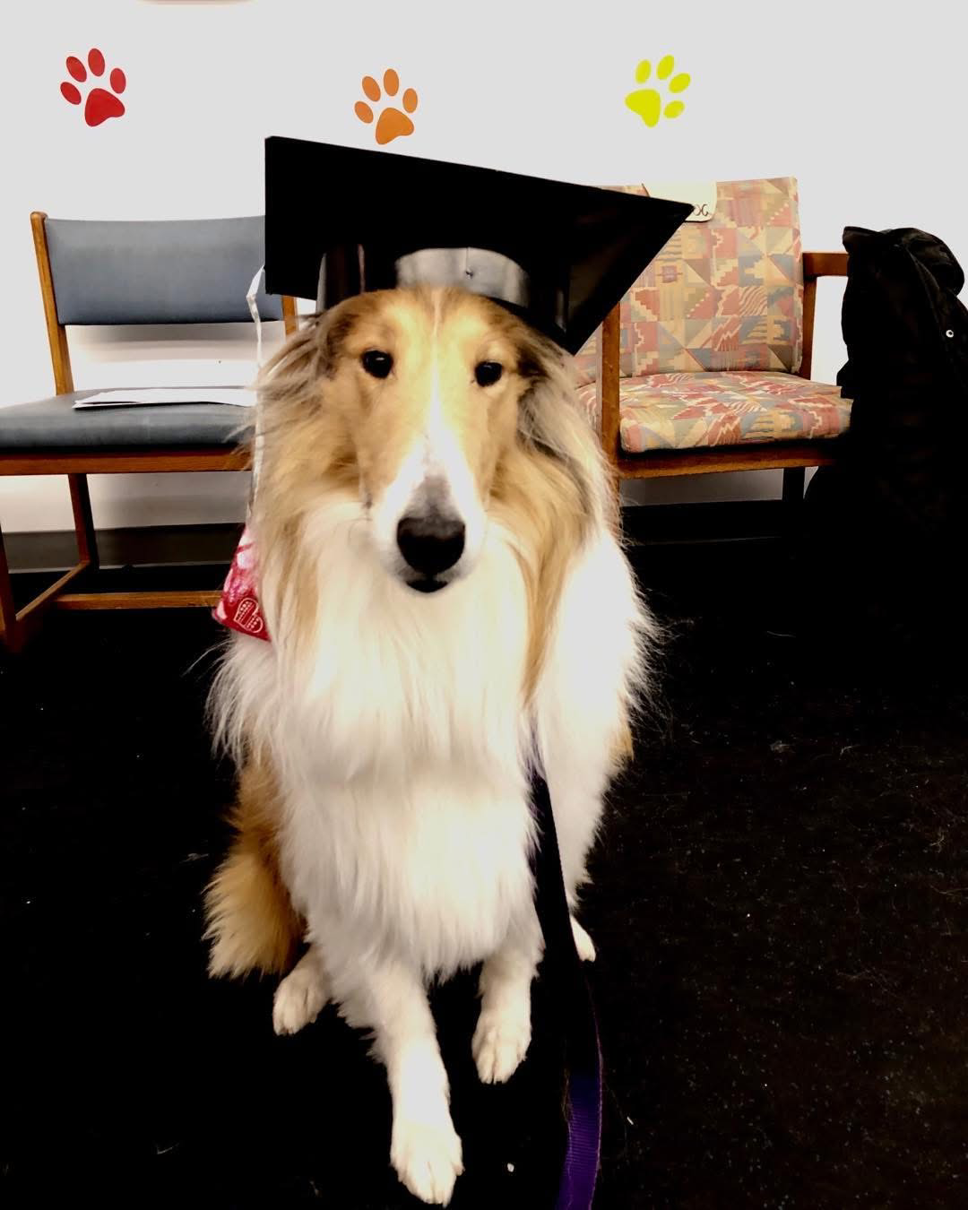 Arlington Heights Memorial Library Building its Pet Therapy Program