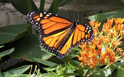 Arlington Heights Memorial Library Brings Learning Outdoors