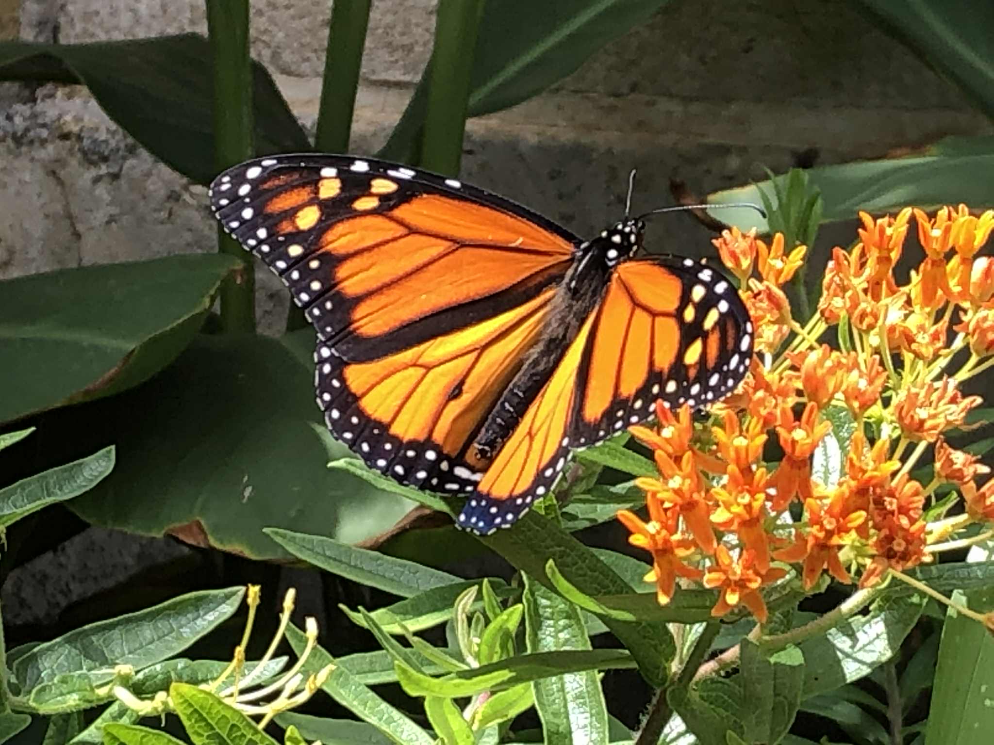 Arlington Heights Memorial Library Brings Learning Outdoors